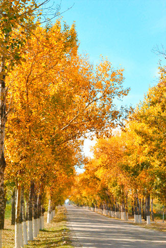 用PS调出金黄色艳丽秋季树林图片技巧