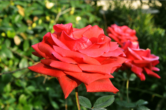 红色玫瑰花照片色彩增强的PS技巧