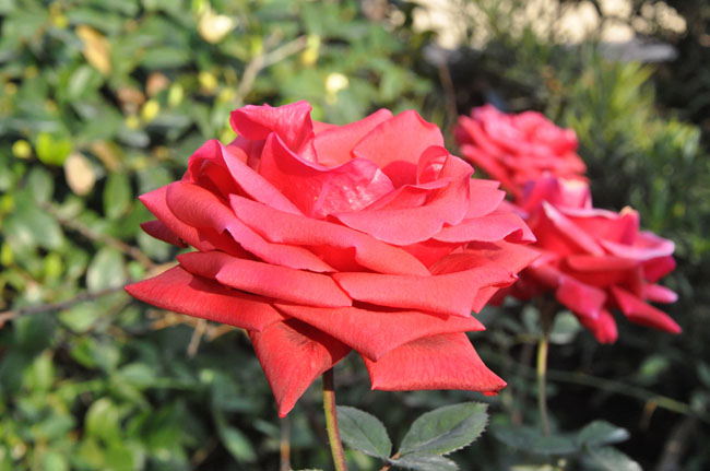 红色玫瑰花照片色彩增强的PS技巧
