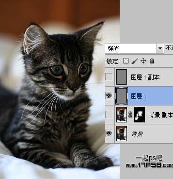 Ps教程 滤镜 ps图片处理 猫咪