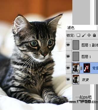 Ps教程 滤镜 ps图片处理 猫咪
