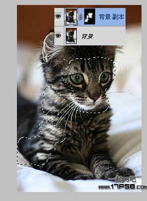 Ps教程 滤镜 ps图片处理 猫咪