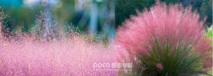 粉色系，用PS把荒草变成粉色梦幻场景