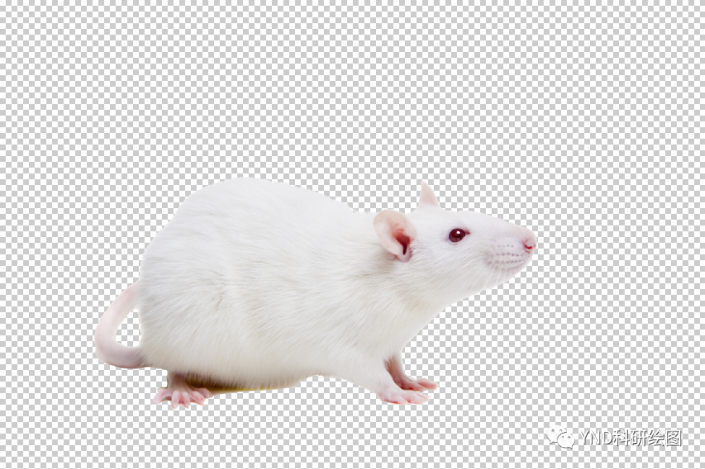 抠动物，快速抠出一只小白鼠