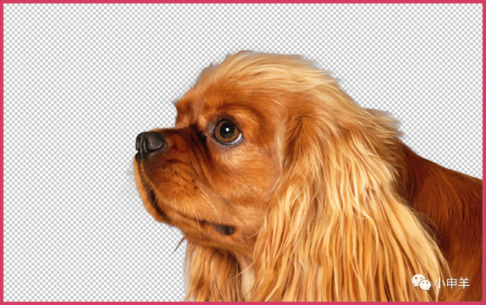 抠动物：在Photoshop中抠出可爱的狗狗的毛发