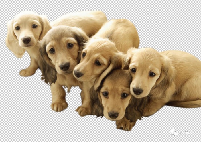 抠动物：在Photoshop中用色彩范围抠出可爱的狗狗