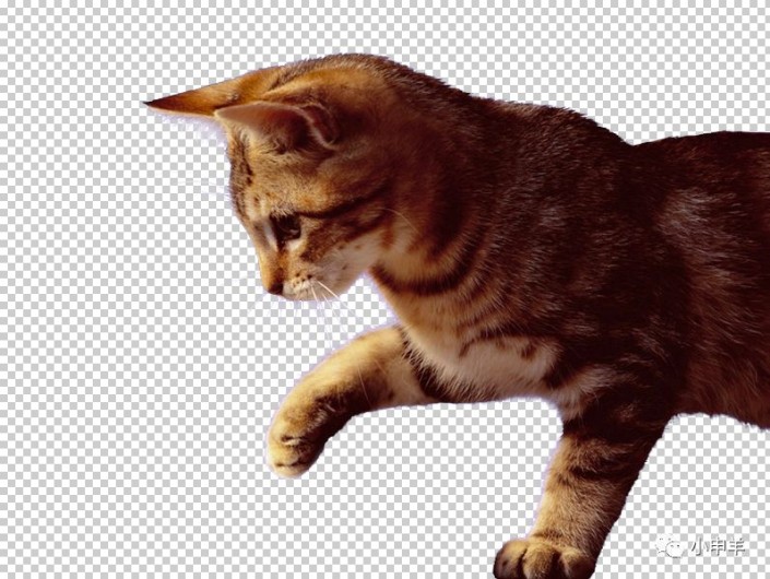 抠动物：在Photoshop中抠出玩耍鼠标小猫咪的绒毛