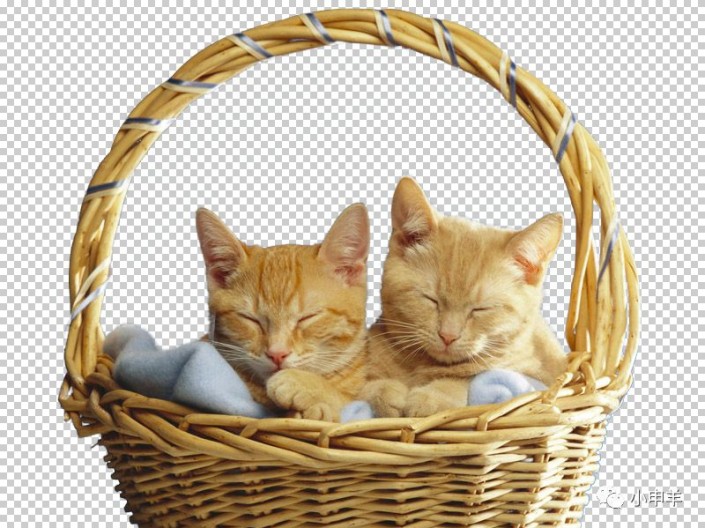 抠动物：用Photoshop抠出边缘复杂篮子中的小猫咪