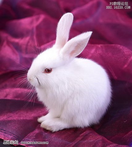 Photoshop抠出毛茸茸的白兔
