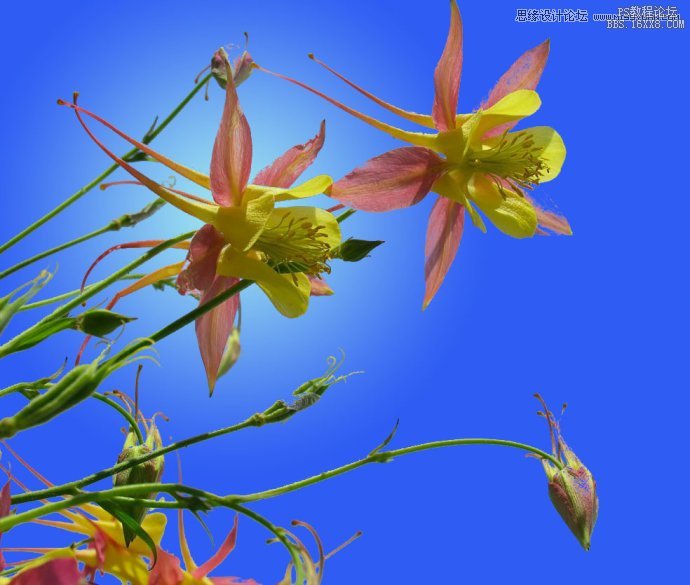 混合颜色带：Photoshop颜色通道为花卉照片换背景