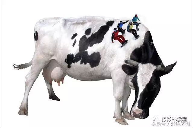 创意合成：制作一副运动员在奶牛背上滑雪的创意图片