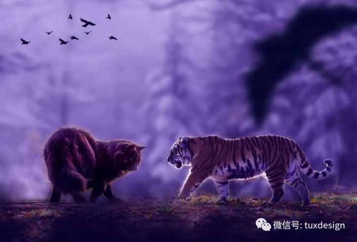创意合成：通过Photoshop合成一幅猫虎大战一触即发的场面
