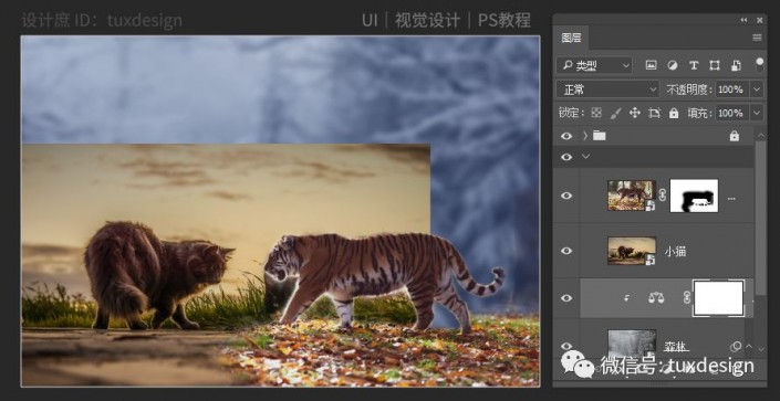 创意合成，通过PS合成一幅猫虎大战一触即发的场面