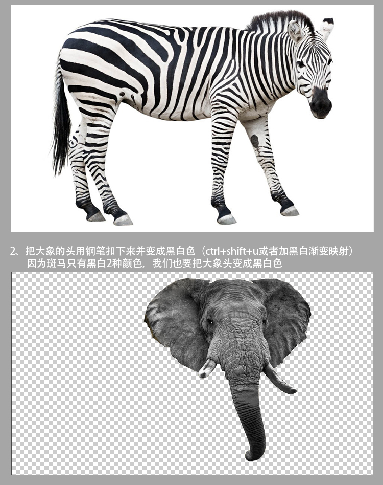 动物合成，恶搞合成斑马大象图片