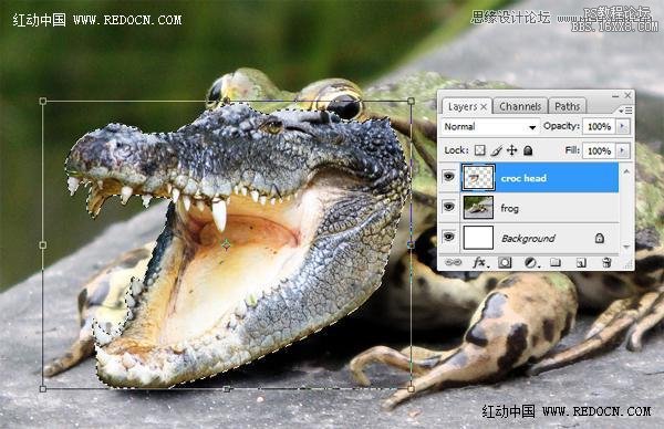 Photoshop合成创意的长着鳄鱼头的青蛙,PS教程,16xx8.com教程网