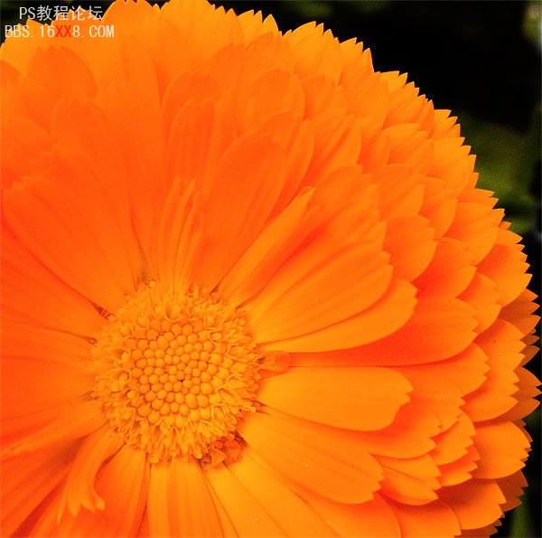 Photoshop美化教程:10秒找回花朵颜色层次和锐度_中国教程网