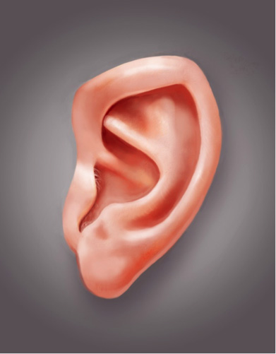 耳朵教程：大师教你画耳朵
