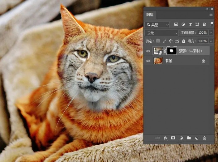 PS动物换脸教程：利且合成技术给可爱的猫咪换上雪豹的头像，脸。