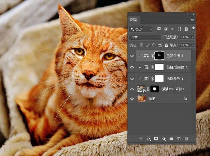 PS动物换脸教程：利且合成技术给可爱的猫咪换上雪豹的头像，脸。