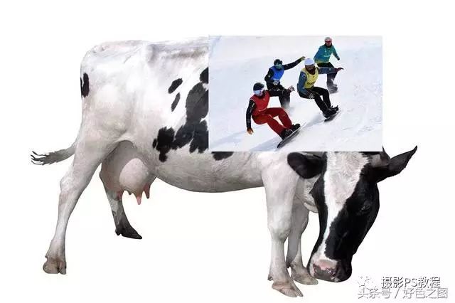 PS创意合成实例：设计一幅运动员在奶牛背上滑雪的场景，创意图片