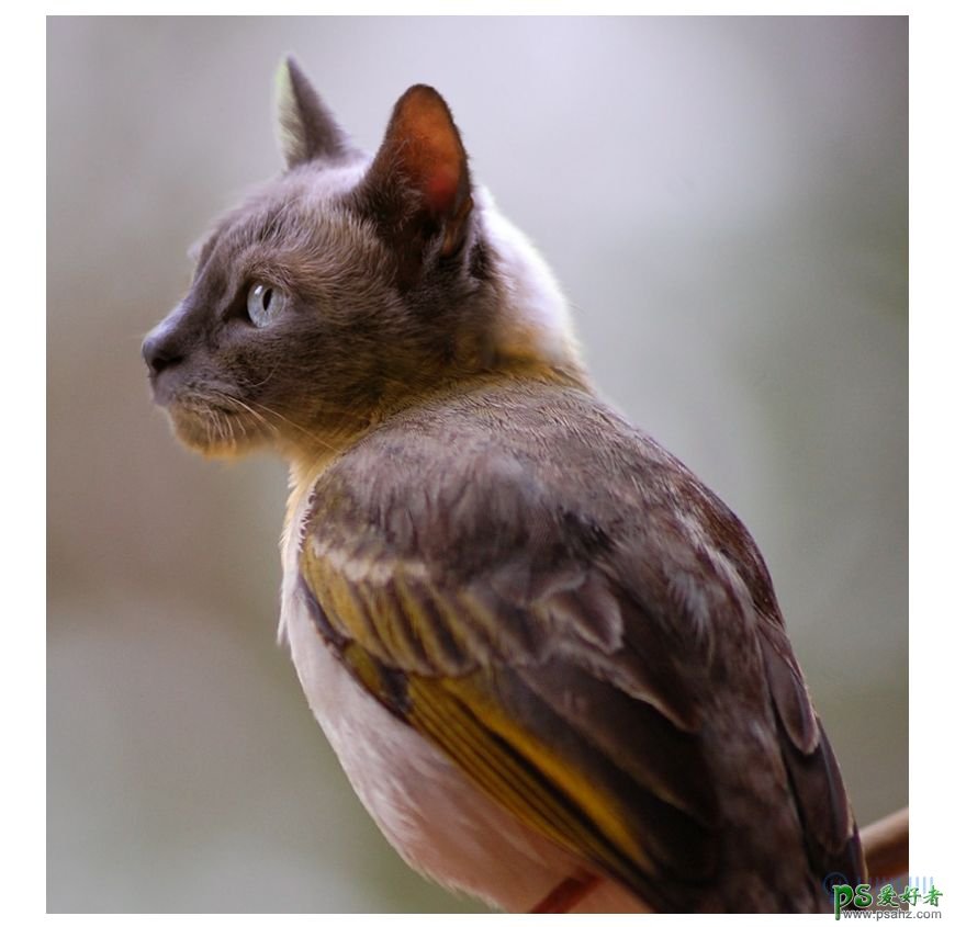 PS动物合成教程：把可爱的猫头合成的鸟身上，像是变异的猫头鹰。