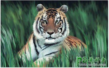 学习纯手工绘制草丛中卧着的老虎插画效果图 ps鼠绘老虎教程