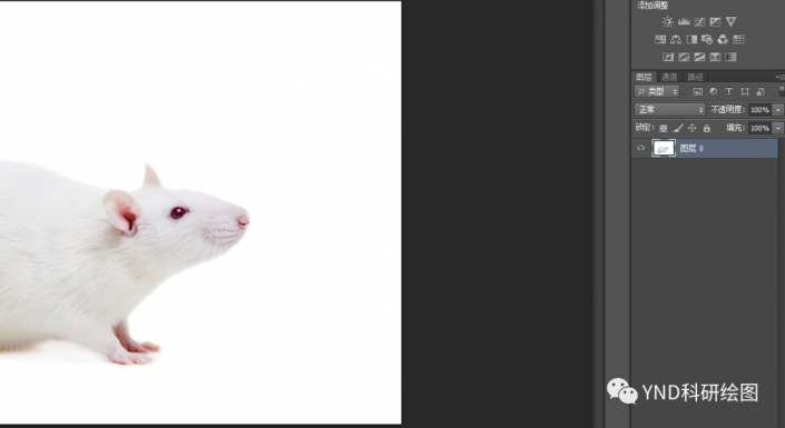 PS抠动物教程：学习用魔棒及选择工具快速抠出一只毛绒绒的小白鼠