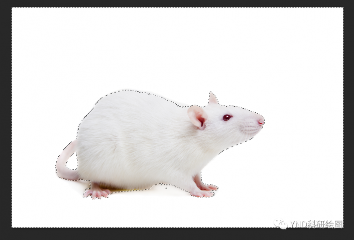 PS抠动物教程：学习用魔棒及选择工具快速抠出一只毛绒绒的小白鼠