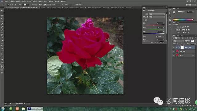PS工具运用技巧教程：学习给颜色溢出严重的红色月季花校正色彩。
