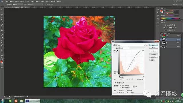 PS工具运用技巧教程：学习给颜色溢出严重的红色月季花校正色彩。