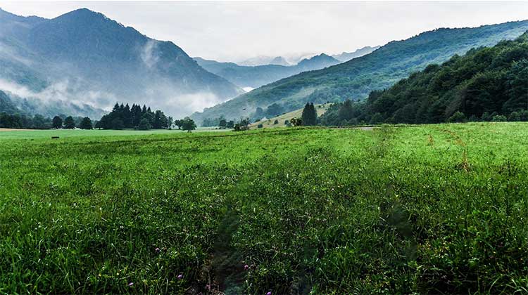 Photoshop合成一幅花开富贵的美景，漂亮的花海风景图片。