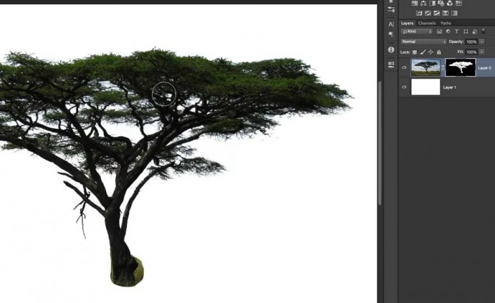 学习用photoshop色彩范围工具抠出背景复杂的大树素材图。