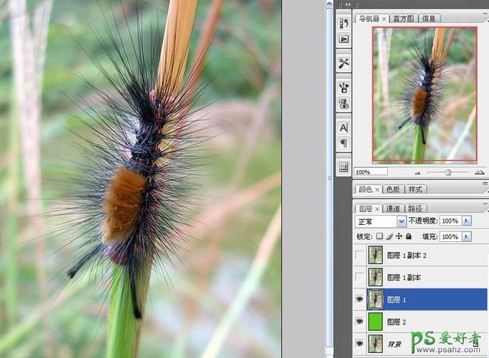 巧用Photoshop抽出滤镜抠出图片中多刺的毛毛虫实例教程