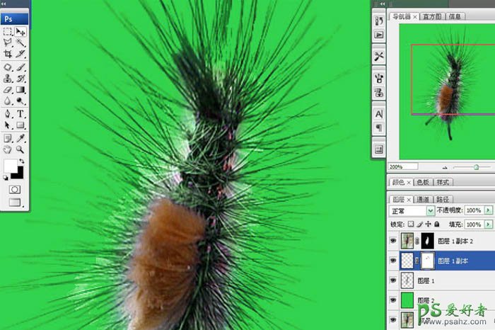 巧用Photoshop抽出滤镜抠出图片中多刺的毛毛虫实例教程