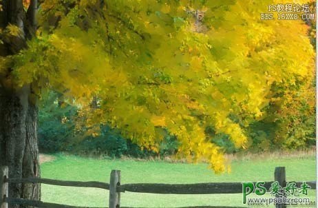 ps照片转油画教程：利用混合器画笔工具把树林风景照转油画效果。