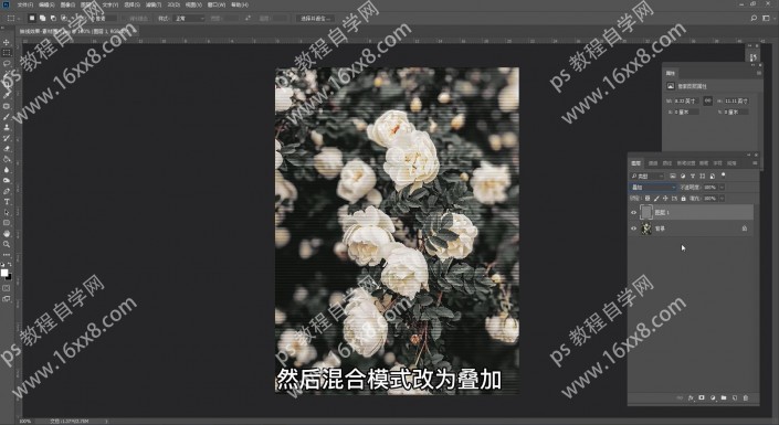 PS抽线效果图片制作：给漂亮的花朵图片制作个性化的抽线效果。