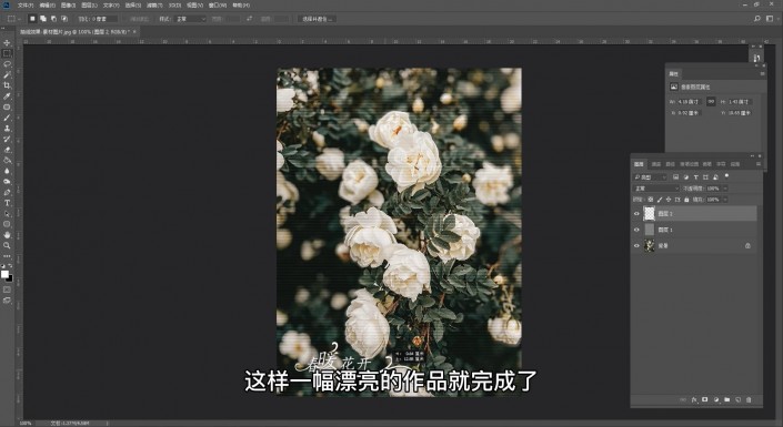 PS抽线效果图片制作：给漂亮的花朵图片制作个性化的抽线效果。