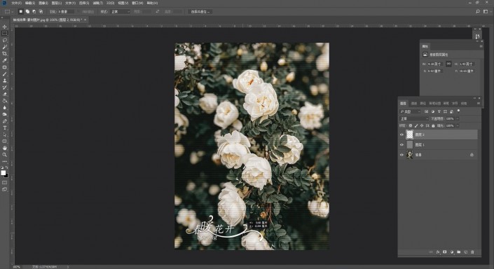 PS抽线效果图片制作：给漂亮的花朵图片制作个性化的抽线效果。