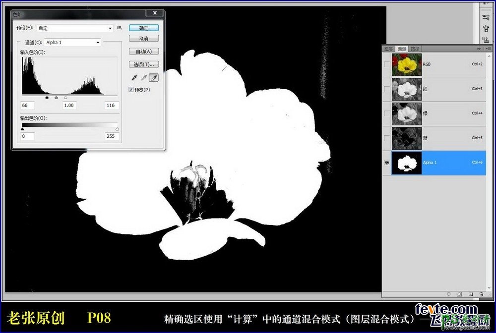 通过Photoshop计算命令和通道混合器把黄色的郁金香变成了白色