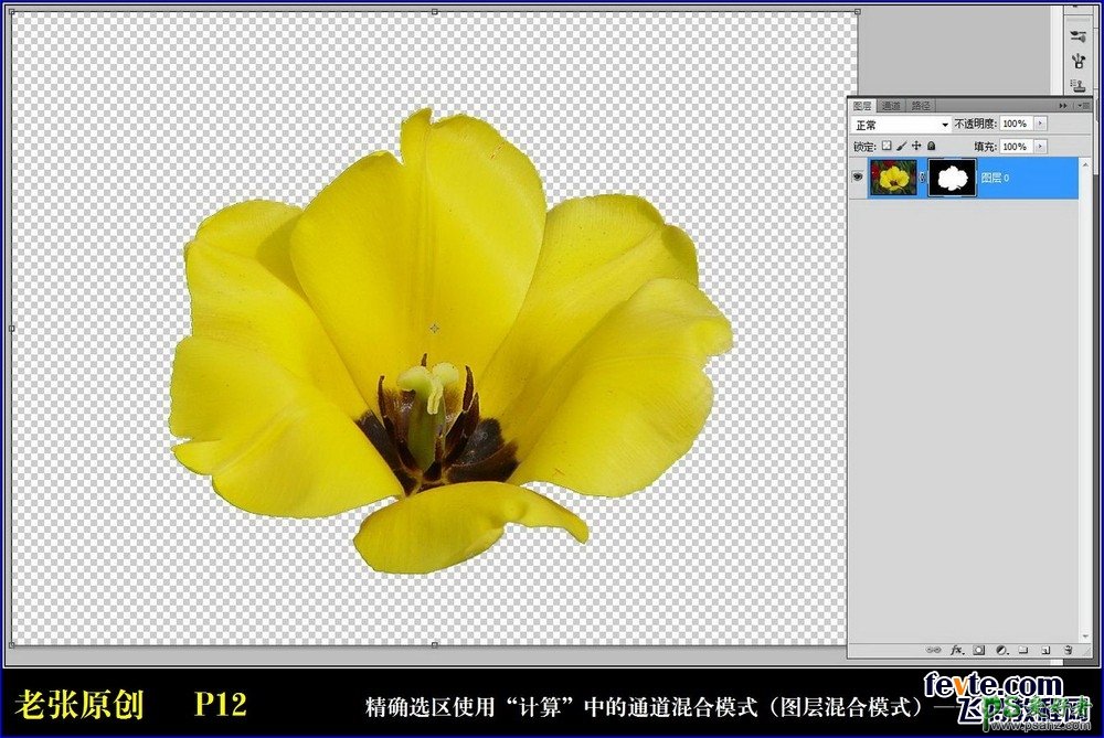 通过Photoshop计算命令和通道混合器把黄色的郁金香变成了白色