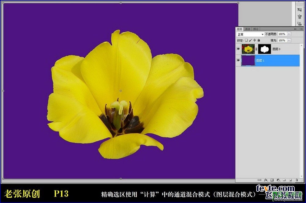 通过Photoshop计算命令和通道混合器把黄色的郁金香变成了白色