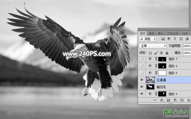 Photoshop抠图教程：教新手学习抠出展翅翱翔的白头海雕素材图