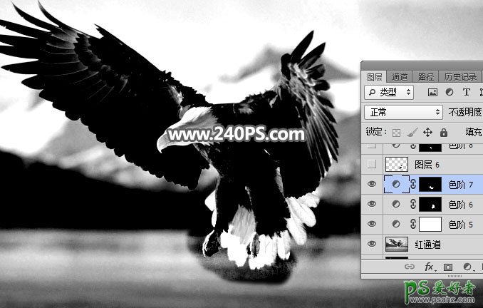 Photoshop抠图教程：教新手学习抠出展翅翱翔的白头海雕素材图