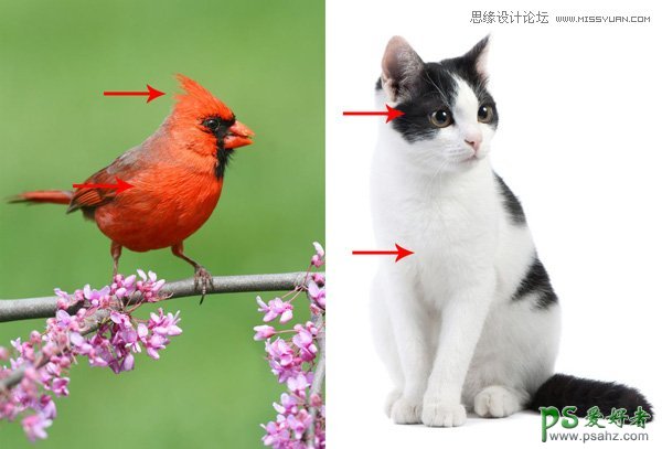 Photoshop手绘愤怒的小鸟素材图片，愤怒的小鸟手绘效果图