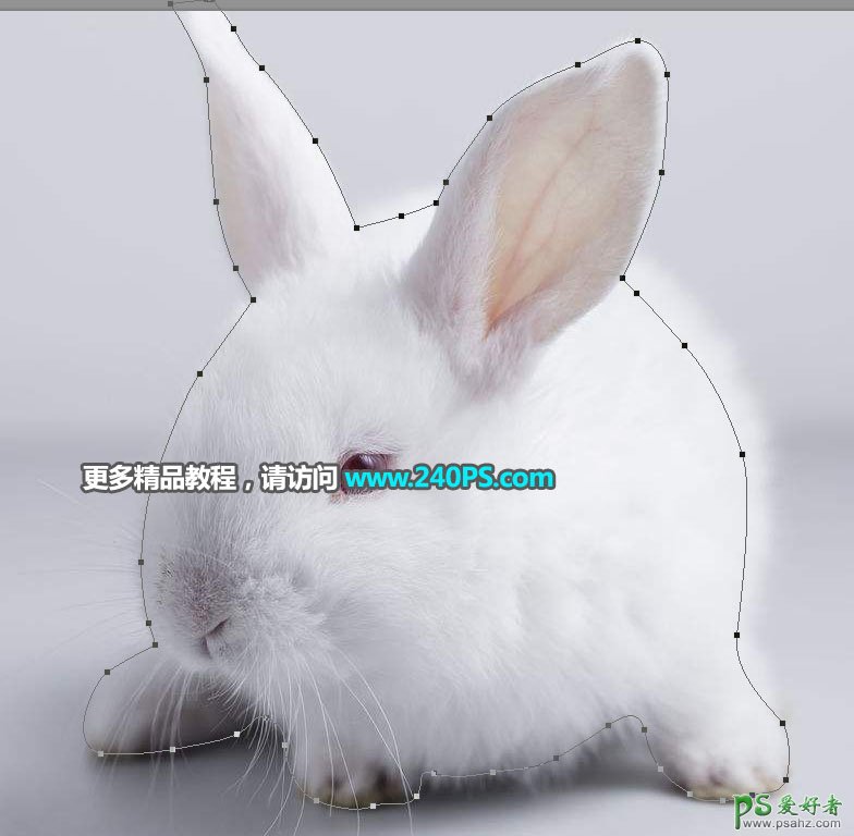 学习用PS调整边缘工具完美抠出毛绒绒可爱的小白兔素材图片