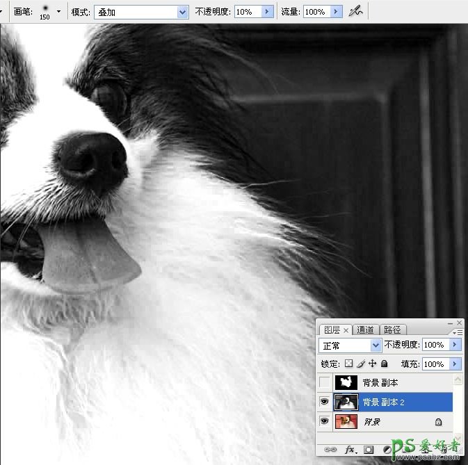 PS抠图教程：利用通道和画笔快速抠出可爱的长毛宠物狗