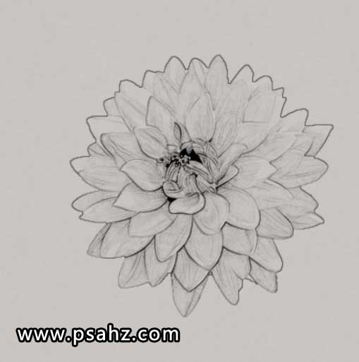 学习用photoshop把菊花图片制作成唯美效果的圆珠笔画
