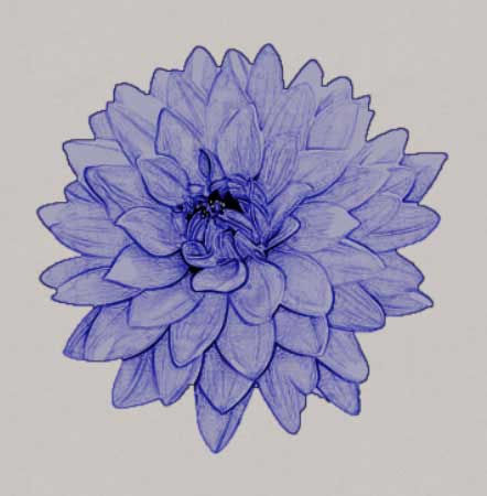 学习用photoshop把菊花图片制作成唯美效果的圆珠笔画
