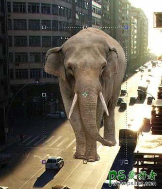 photoshop创意合成游走在繁华城市中的一头巨象