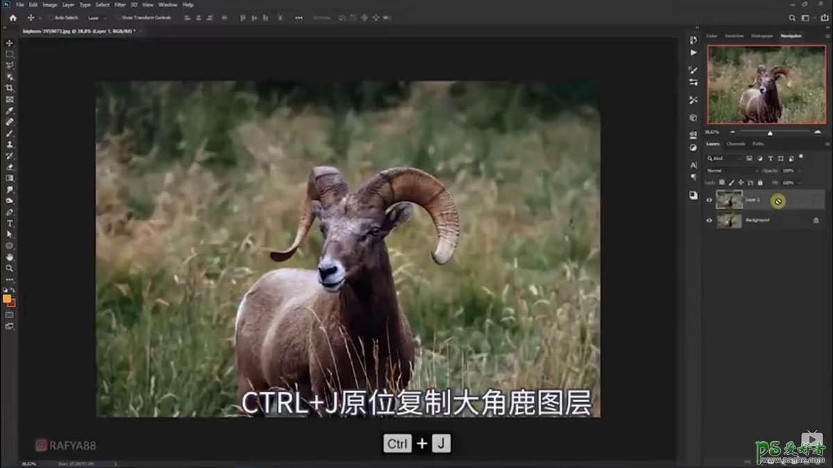 Photoshop创意合成一头发光的野山羊，羊角发光的山羊。